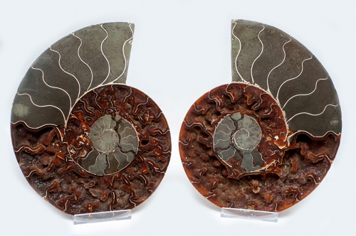 Ammoniten Paar XL Cleoniceras aus Madagaskar Nr. 1