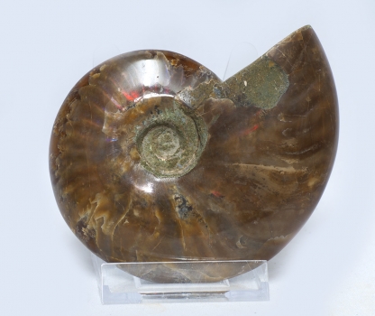Ammoniten Cleoniceras, rundum poliert, 320 Gramm