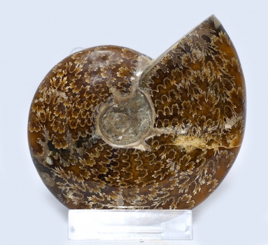 Ammoniten Cleoniceras, rundum poliert, 355 Gramm