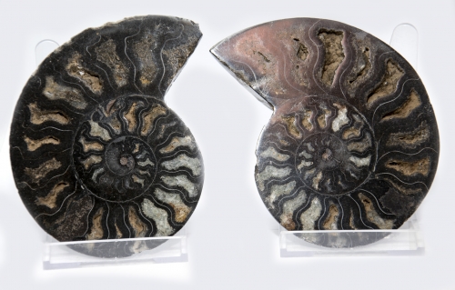 Ammoniten Paar Cleoniceras aus Madagaskar, no. 3