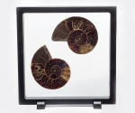 Ammonit Madagaskar Paar, im Rahmen mit Fuß