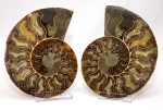 Ammoniten Paar XL Cleoniceras aus Madagaskar, Nr. 2