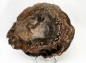 Preview: Versteinertes Holz Scheibe, Madagaskar Nr. 5