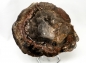 Preview: Versteinertes Holz Scheibe, Madagaskar Nr. 5