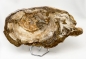 Preview: Versteinertes Holz Scheibe XL, Madagaskar Nr.2