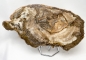 Preview: Versteinertes Holz Scheibe XL, Madagaskar Nr.2