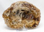 Preview: Petrified wood  polished disc, no 2