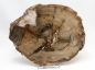 Preview: Petrified wood  polished disc, no 6
