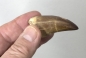 Preview: Fossiler Masosaurus-Zahn