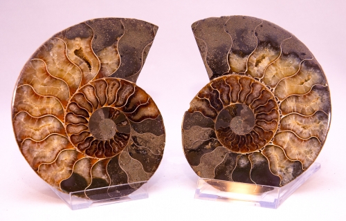 Ammoniten Paar XL Cleoniceras aus Madagaskar Nr. 3
