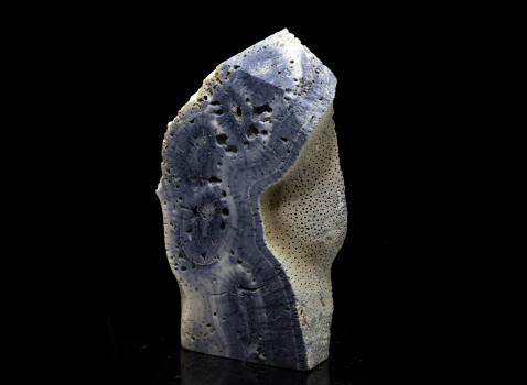 Indo-Pazifische Blaue Korallenplatte - Blue Ridge Coral Slab Heliopora Coerulea - Blaue Koralle Nr. 2