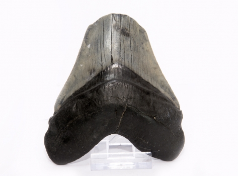 Fossil shark tooth, megalodon tooth, rarity!