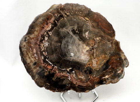 Versteinertes Holz Scheibe, Madagaskar Nr. 5