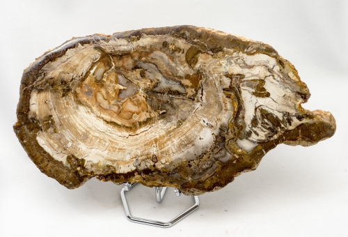 Versteinertes Holz Scheibe XL, Madagaskar Nr.2
