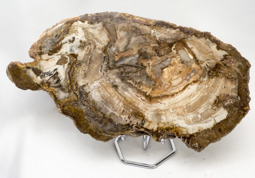 Versteinertes Holz Scheibe XL, Madagaskar Nr.2