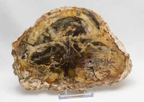 Petrified wood  polished disc, no 5