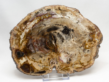 Petrified wood  polished disc, no 2
