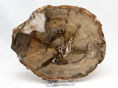 Petrified wood  polished disc, no 6