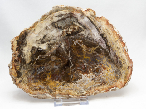 Versteinertes Holz Scheibe, Madagaskar Nr. 3
