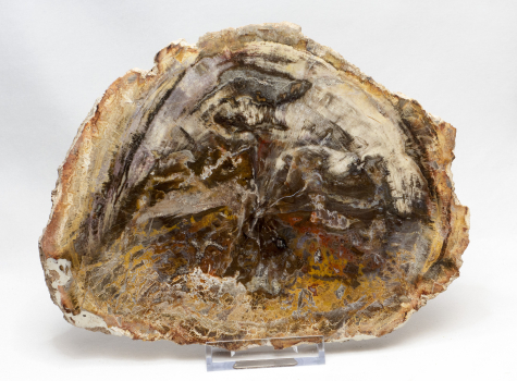 Versteinertes Holz Scheibe, Madagaskar Nr. 3