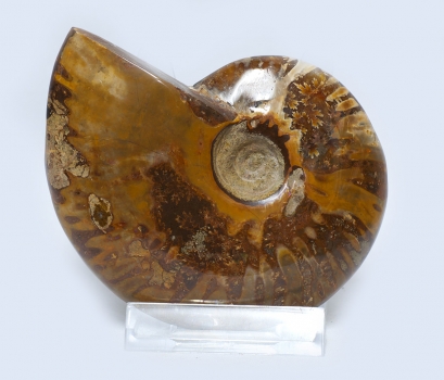 Ammoniten Cleoniceras, rundum poliert, 360 Gramm