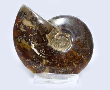 Ammoniten Cleoniceras, rundum poliert, 380 Gramm