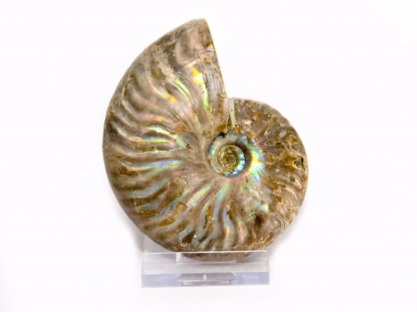 Perlmutt Ammonit aus Madagaskar Nr. 1