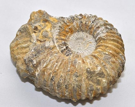 Fossiler Ammonit 1900 Gramm