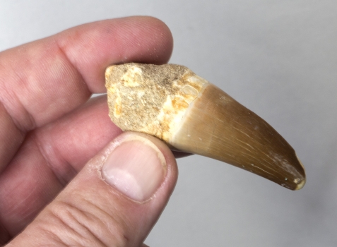 Fossiler Masosaurus-Zahn