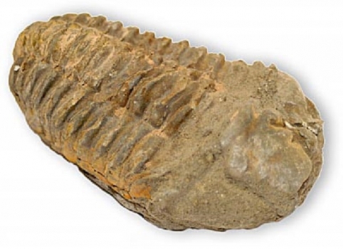 Trilobit