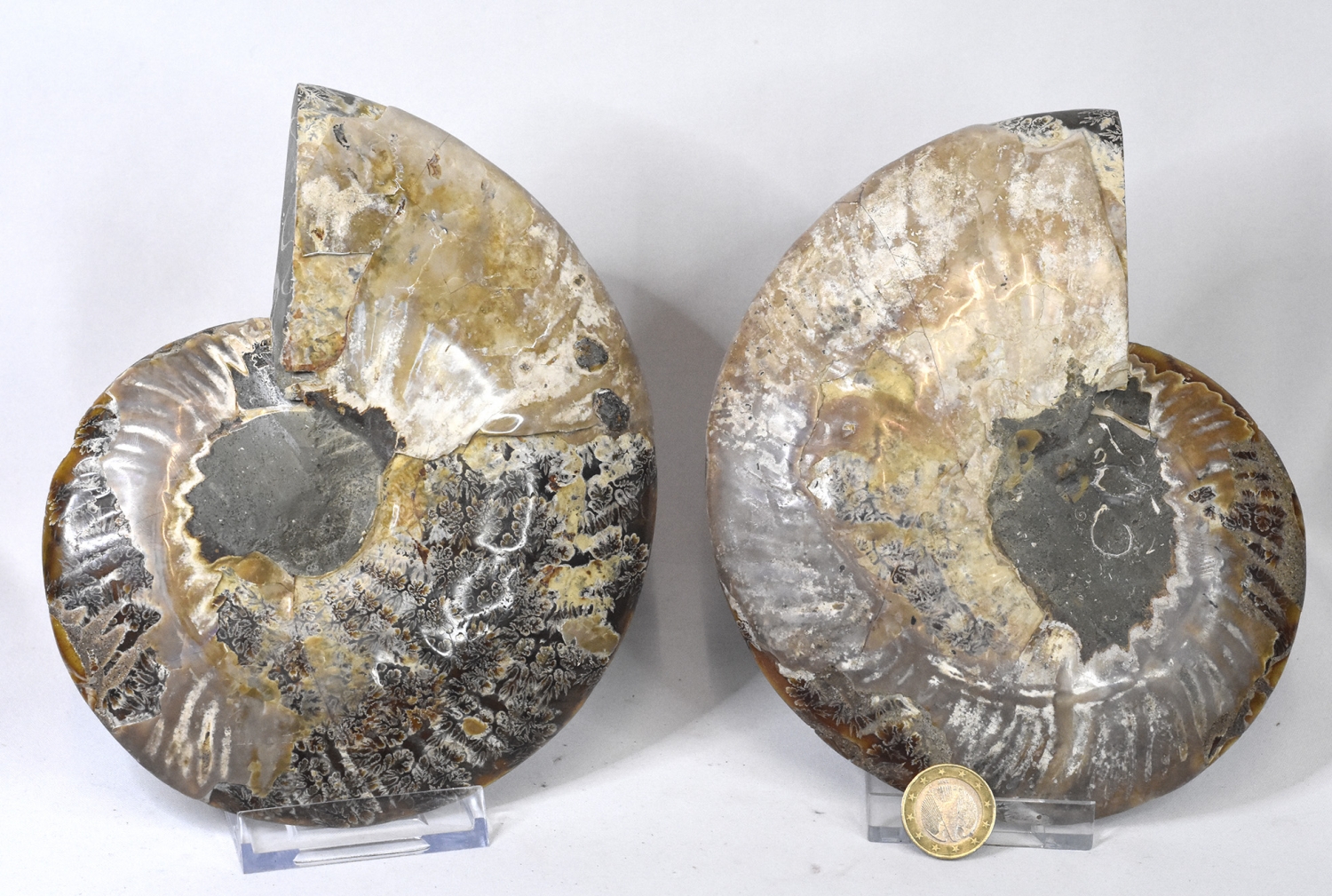 Ammoniten Paar XL Cleoniceras aus Madagaskar