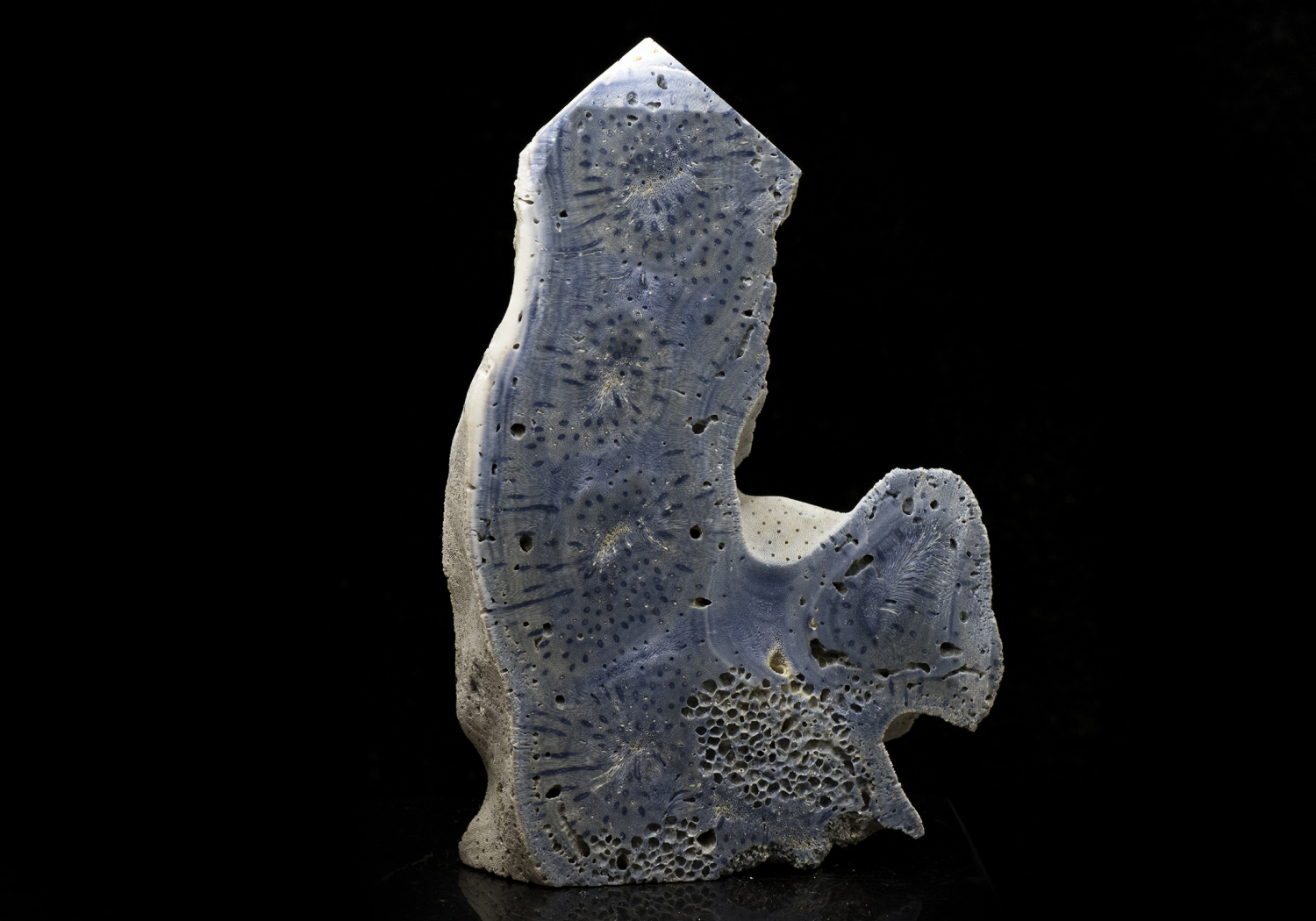 Indo-Pazifische Blaue Korallenplatte - Blue Ridge Coral Slab Heliopora Coerulea - Blaue Koralle Nr. 1