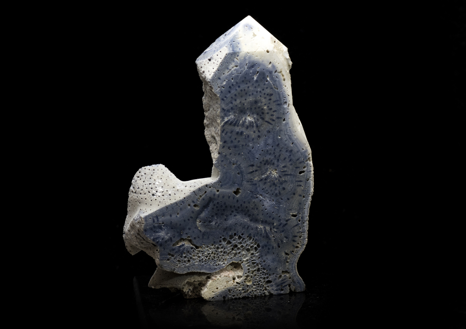 Indo-Pazifische Blaue Korallenplatte - Blue Ridge Coral Slab Heliopora Coerulea - Blaue Koralle Nr. 1