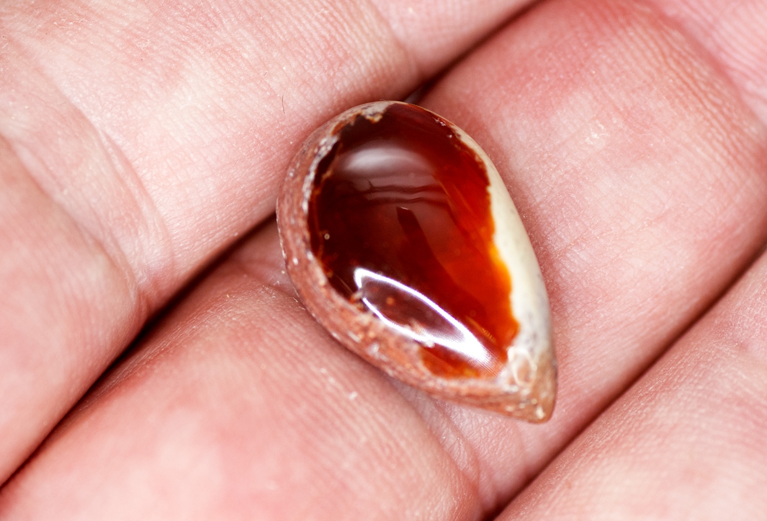 Mexikanischer Feueropal ca. 10,6 Carat Cabochon Nr. 3