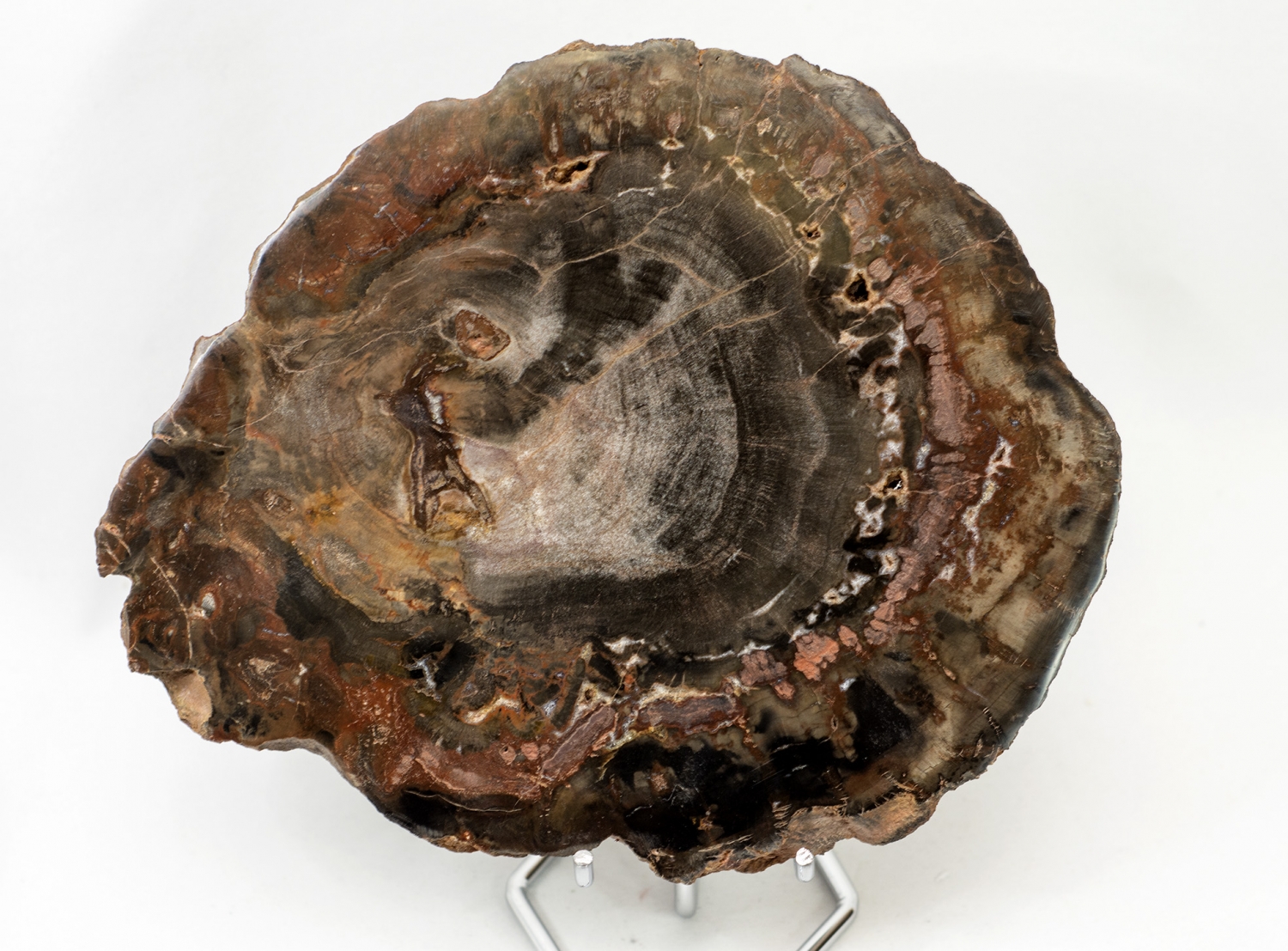 Versteinertes Holz Scheibe, Madagaskar Nr. 5