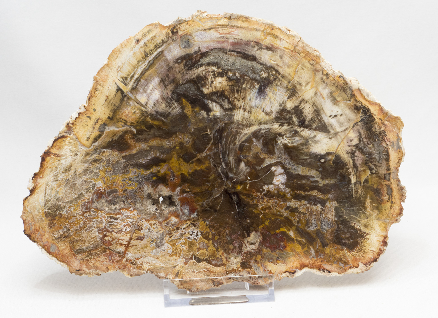 Petrified wood  polished disc, no 5