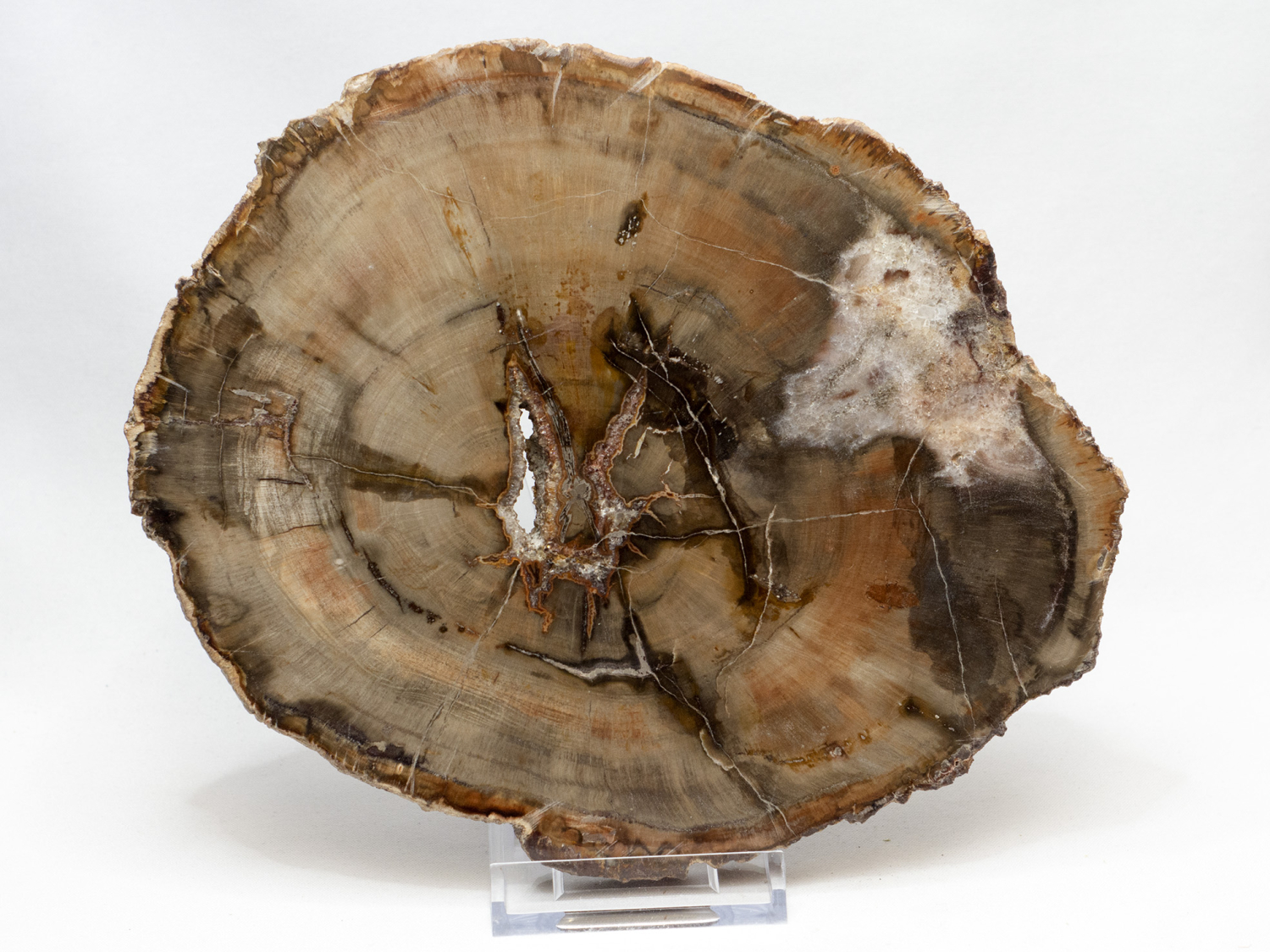 Petrified wood  polished disc, no 6