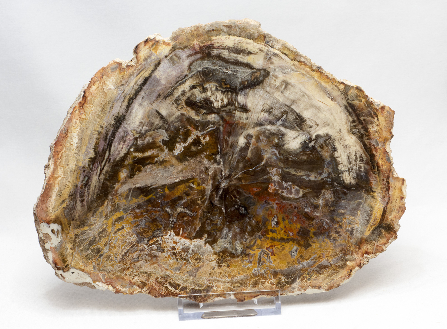 Versteinertes Holz Scheibe, Madagaskar Nr. 3